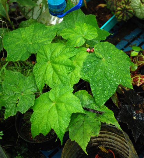 B. edulis